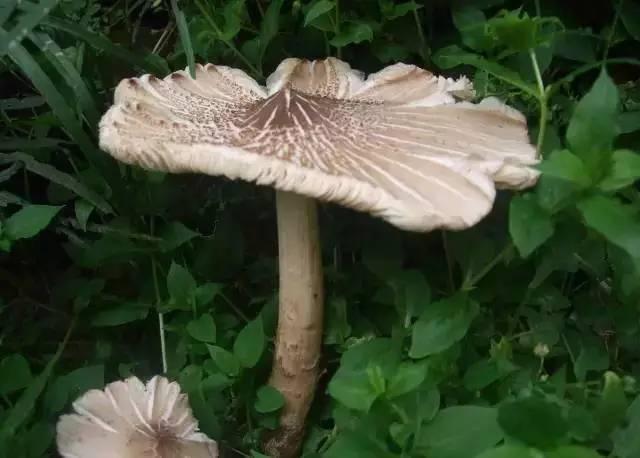 这些美食,可能也只有在重庆农村才可以吃到了!