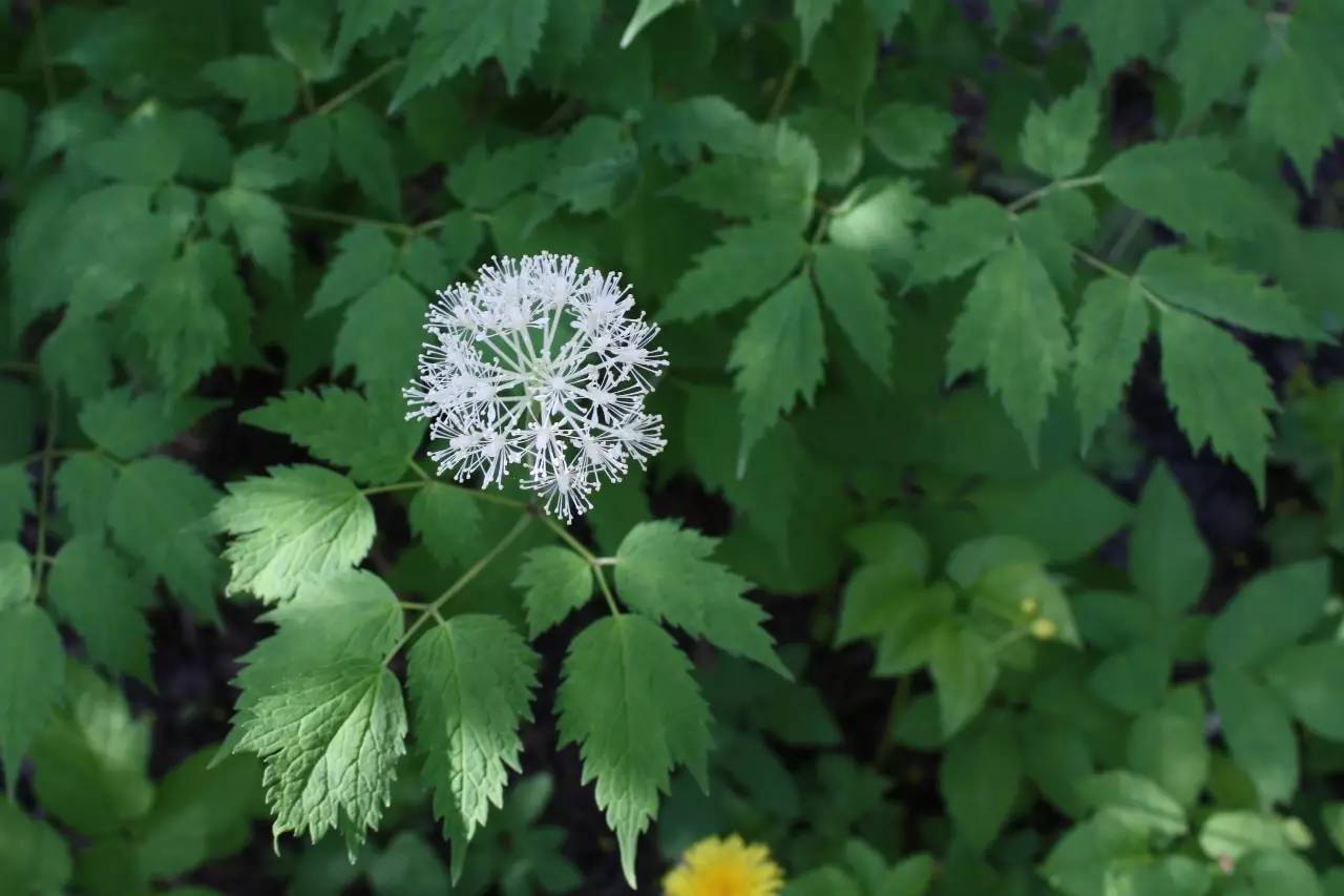 7月25日狮子星座花「接骨木&累叶升麻」